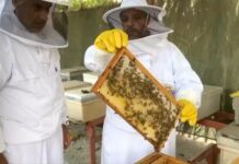 عسل المانجروف.. مشروع يجمع النحالين على سواحل الشرقية