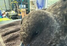 Brown skuas and giant petrels rarely make landfall. When they were found in WA, scientists feared ‘bad news’ for wildlife