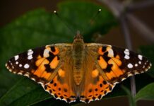 Get set for a painted lady summer: big year for orange butterflies in Britain