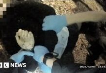 Police bodycam shows officers handcuffing Henry Nowak as he lay dying
