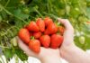 Gardeners beware: slugs returning after dry weather to threaten strawberries