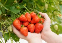 Gardeners beware: slugs returning after dry weather to threaten strawberries