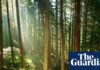 Trees may store less planet-heating carbon than hoped, study suggests
