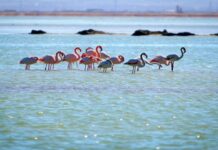Healthy, restored wetlands hosting migratory birds