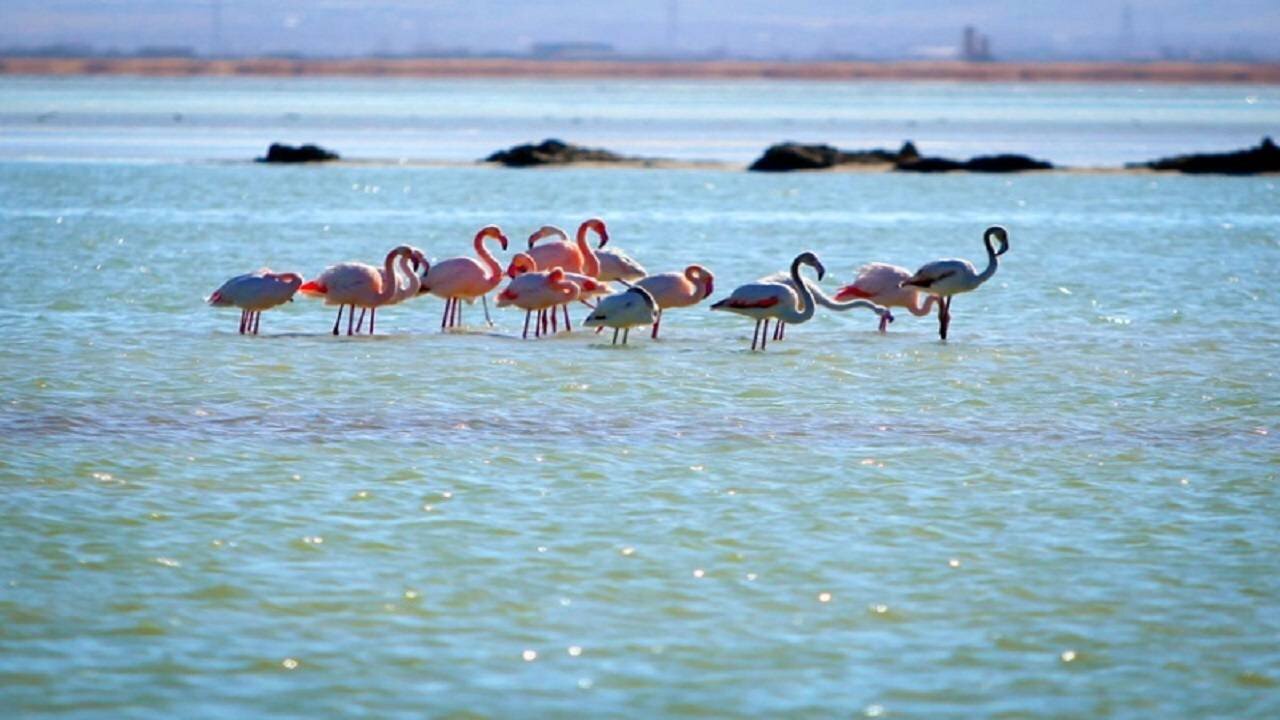 Healthy, restored wetlands hosting migratory birds