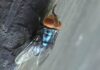 Toxic pests swarm Berlin – media