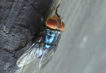 Toxic pests swarm Berlin – media