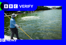 Why is newly renovated Reflecting Pool in Washington DC full of algae?