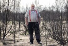 ‘Flamin’ cockatoos’ have lost much of their habitat to bushfires. Can the species survive?