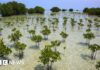 Mangrove forests are healing after decades of human destruction