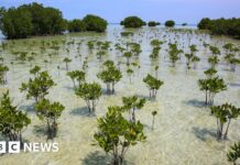 Mangrove forests are healing after decades of human destruction