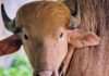 He’s got golden hair, weighs 1,500 pounds, and he’s a rare albino buffalo. Bangladesh is calling him ‘Donald Trump’