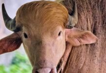 He’s got golden hair, weighs 1,500 pounds, and he’s a rare albino buffalo. Bangladesh is calling him ‘Donald Trump’