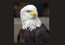 American Eagle Day 20th June 2026