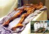 Scientists turn yeast found in gut of ancient mummy into ‘very good’ sourdough bread — beer’s next