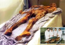 Scientists turn yeast found in gut of ancient mummy into ‘very good’ sourdough bread — beer’s next