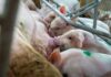 Denmark’s ‘pig election’ leads to major reforms for farm animals