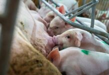 Denmark’s ‘pig election’ leads to major reforms for farm animals