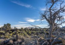 OpenAI and Oracle are building one of America’s biggest data centers in a state where tree mortality tripled last year