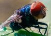 Not to Alarm Anyone, but Flesh-Eating Screwworms Have Entered the US