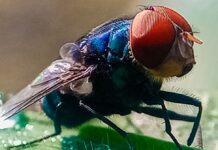 Not to Alarm Anyone, but Flesh-Eating Screwworms Have Entered the US