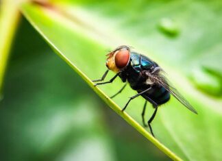 The US Has a Plan to Combat Screwworm. It Involves a Lot More Flies