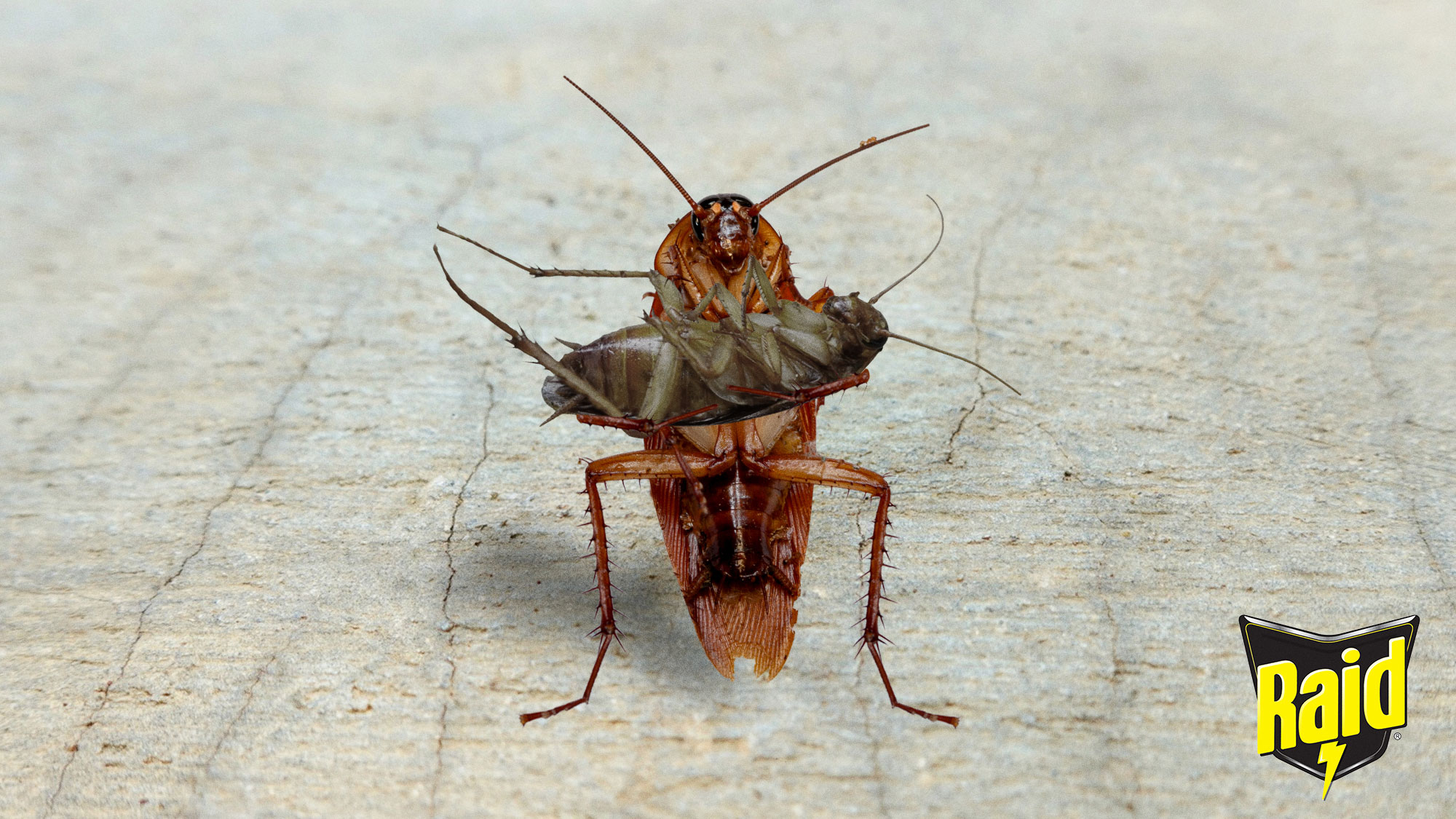 New Raid Immortality Spray Curses Insects To Watch Everyone They Love Die