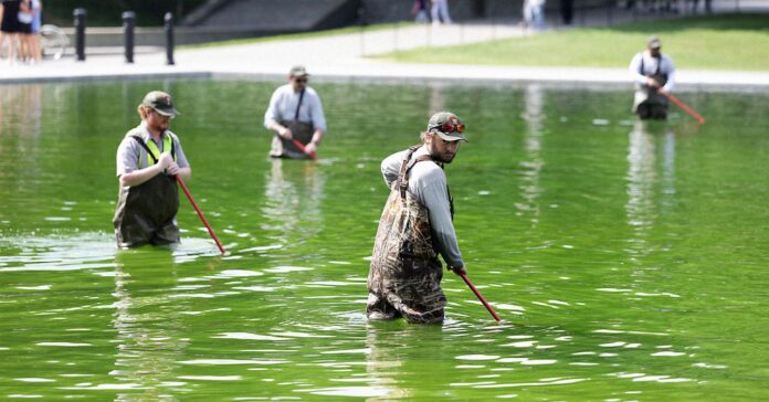 Reflecting-Pool-Full-of-Algae-Science-2281587520.jpg