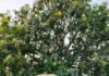 This Rare Bengal Mango Fruits Twice a Year, Helping Farmers Earn Beyond Summer