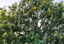This Rare Bengal Mango Fruits Twice a Year, Helping Farmers Earn Beyond Summer