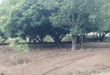 This College in Maharashtra Grows Mangoes That Pay for Its Students’ Degrees