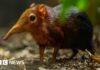 Zoo celebrates birth of second pair of Sengi pups
