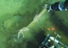 World’s largest whale graveyard found by sub at bottom of ocean