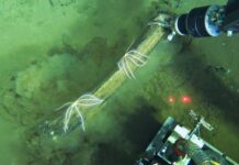 World’s largest whale graveyard found by sub at bottom of ocean