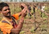 A ‘Matchmaker’ Platform Boosts Farm Worker Incomes From Rs 6K to Rs 20K per Month in Nashik