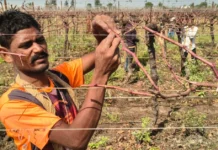 A ‘Matchmaker’ Platform Boosts Farm Worker Incomes From Rs 6K to Rs 20K per Month in Nashik