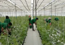 Gujarat Startup’s IoT-Powered Hydroponics Is Helping Farmers Grow 5X More Using 90% Less Water