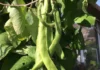 One Bean Plant, 150 Varieties Later — How a Rajasthan Man Turned His Home Into an Urban Garden