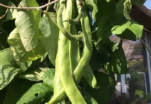 One Bean Plant, 150 Varieties Later — How a Rajasthan Man Turned His Home Into an Urban Garden