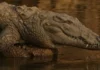 What 3 New Crocodiles Are Telling Us About Similipal’s Rivers