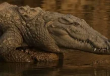 What 3 New Crocodiles Are Telling Us About Similipal’s Rivers