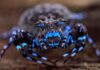 Glowing blue spider along with dozens of unknown species uncovered in Angola highlands