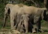Rescued From Haryana’s Streets in 2013, This Elephant Spent 12 Years Building a Herd of Her Own.