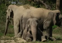 Rescued From Haryana’s Streets in 2013, This Elephant Spent 12 Years Building a Herd of Her Own.