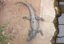 Child attack crocodile enclosure reopens to public