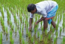 This AI App Gives 1 Lakh Farmers Weather & Crop Advice in Seconds
