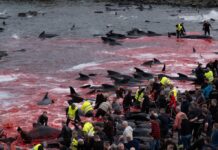 Faroe Islands locals massacre over 700 porpoises in gory ‘grindagrap’ tradition