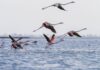 Protests against luxury resort plan in nature area in Albania