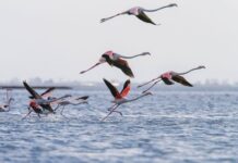 Protests against luxury resort plan in nature area in Albania