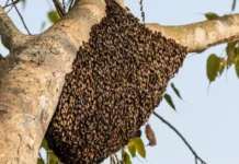 How Honeybees Use the Waggle Dance to Share Food Locations in the Sundarbans